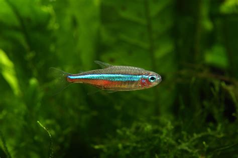 Neon Tetra: Fish Species Profile .